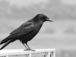 Kiedy wejdziesz między wrony…