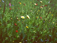 Wszystkiego najlepszego, drogie Panie!